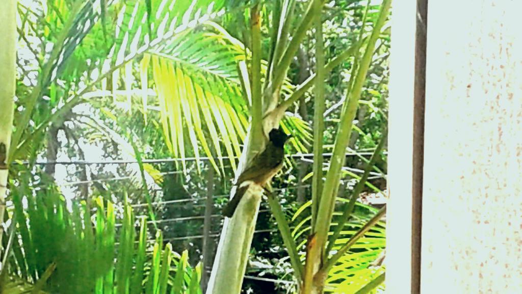 The Blue Beach Guesthouse Negombo Bagian luar foto